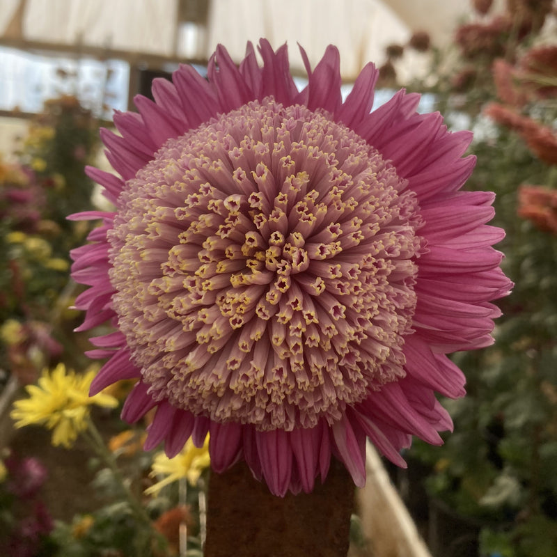Anemone Centred