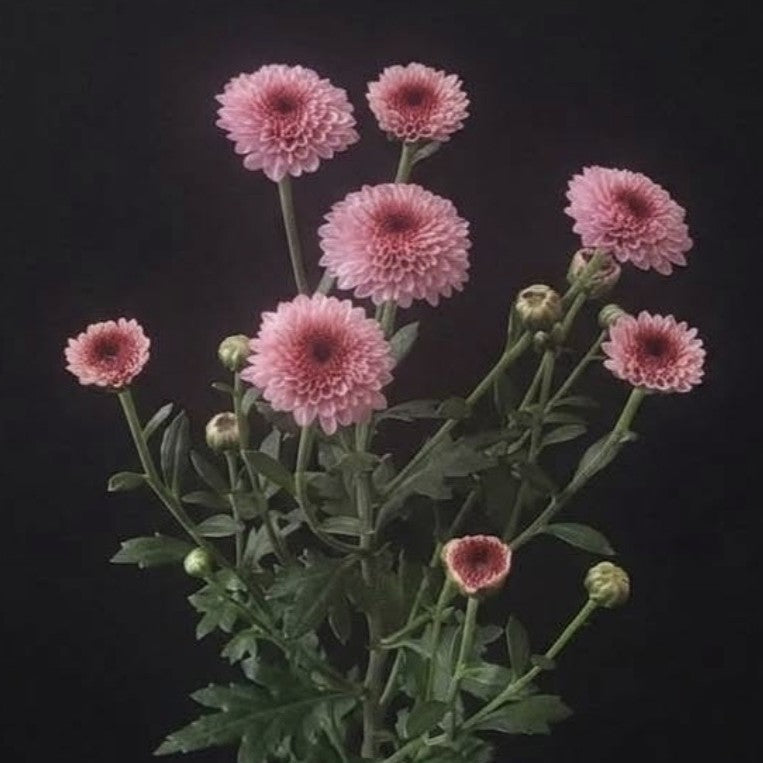 Pompones