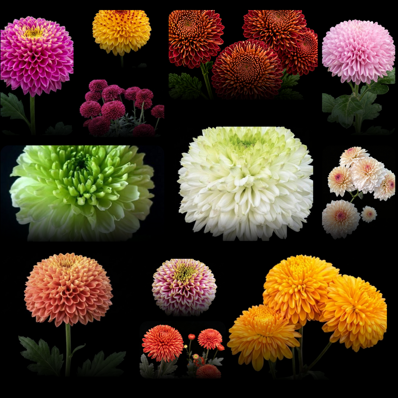 10 Pompone Variety Value Bundles