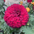 Doreen Stratham