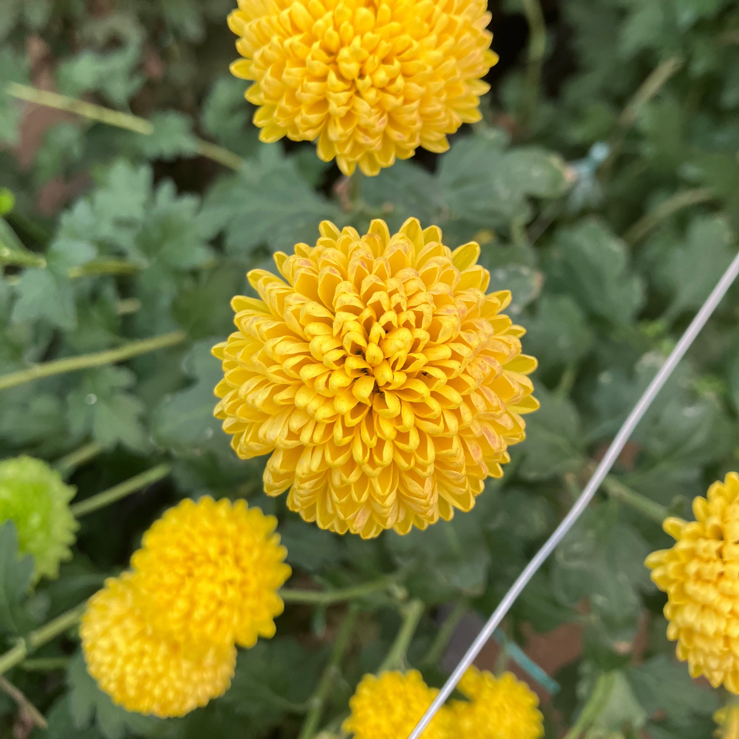 Limoncello