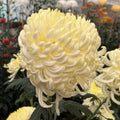 Vienna Cream