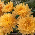 Apricot Princess Anne