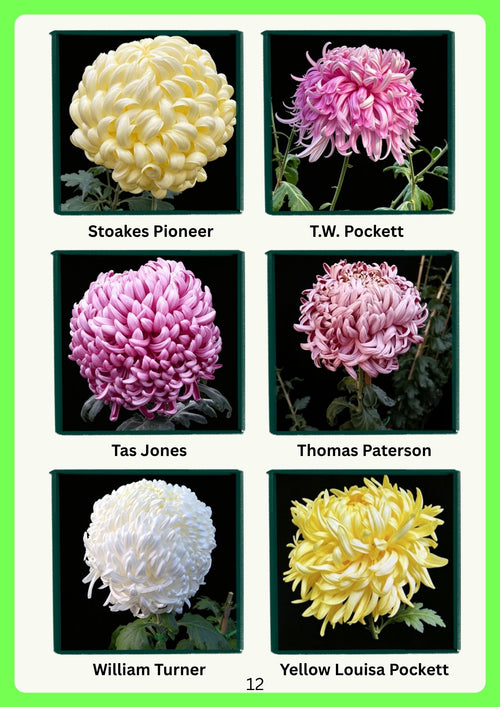 'The Chrysanthemum Collection' - By Chris Smith