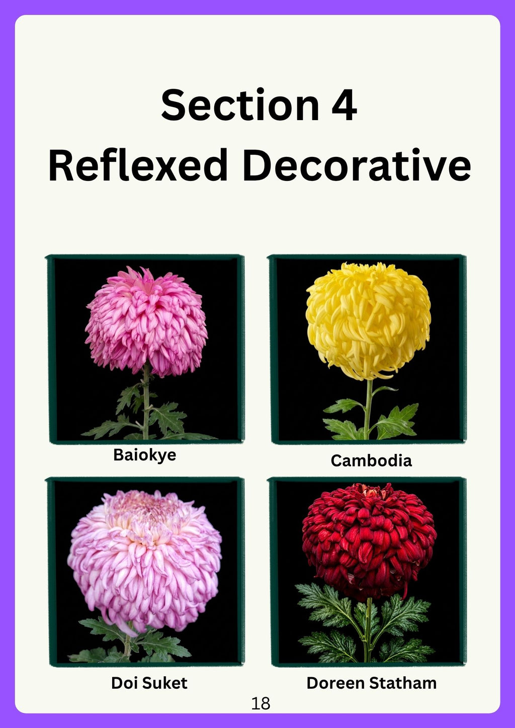 'The Chrysanthemum Collection' - By Chris Smith