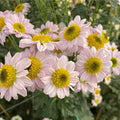 Darkeye Pink