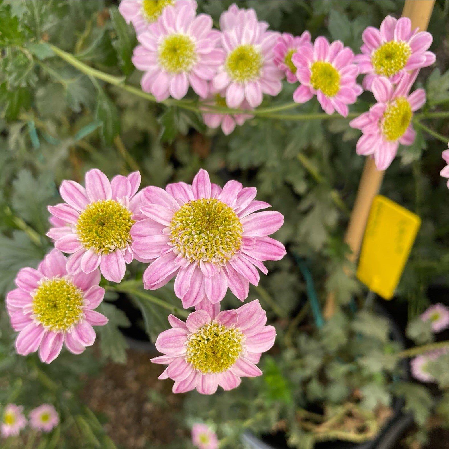 Darkeye Purple