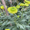 Green Pea
