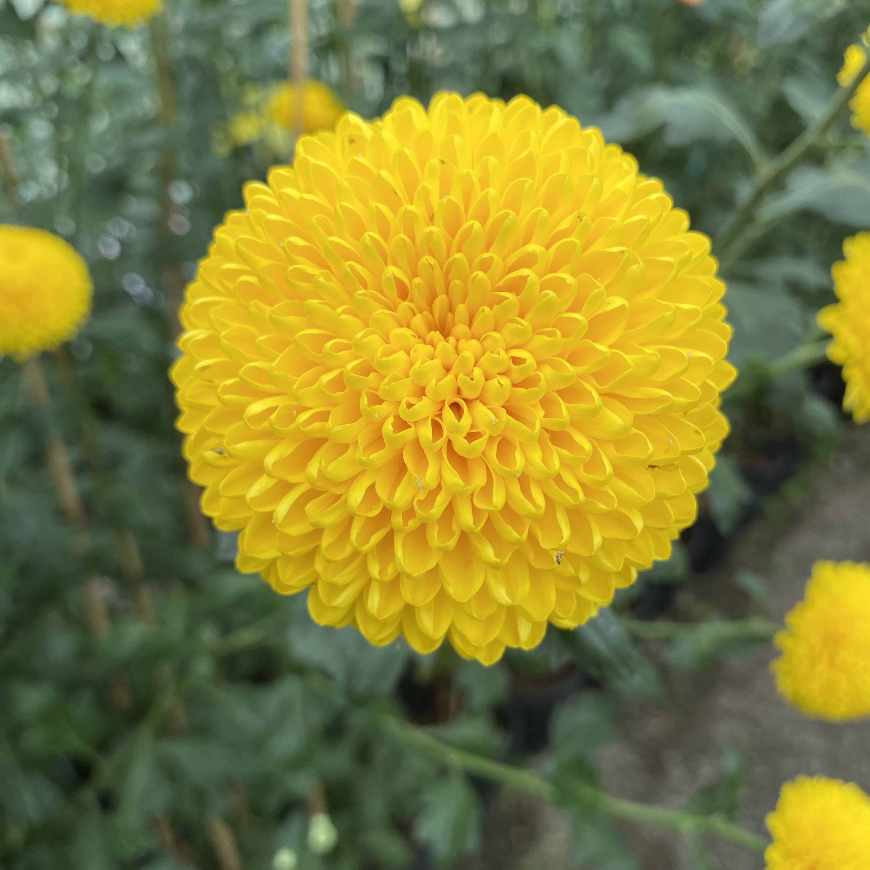 Jewel Lemona