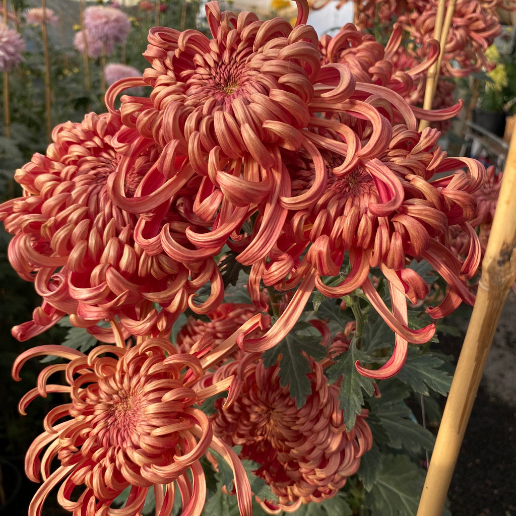 Vienna Copper