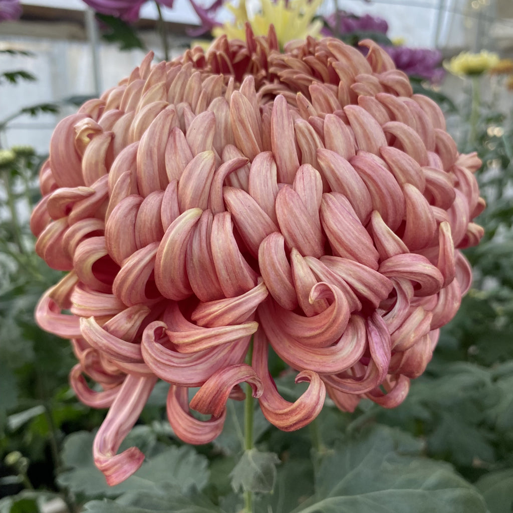 Vienna Copper