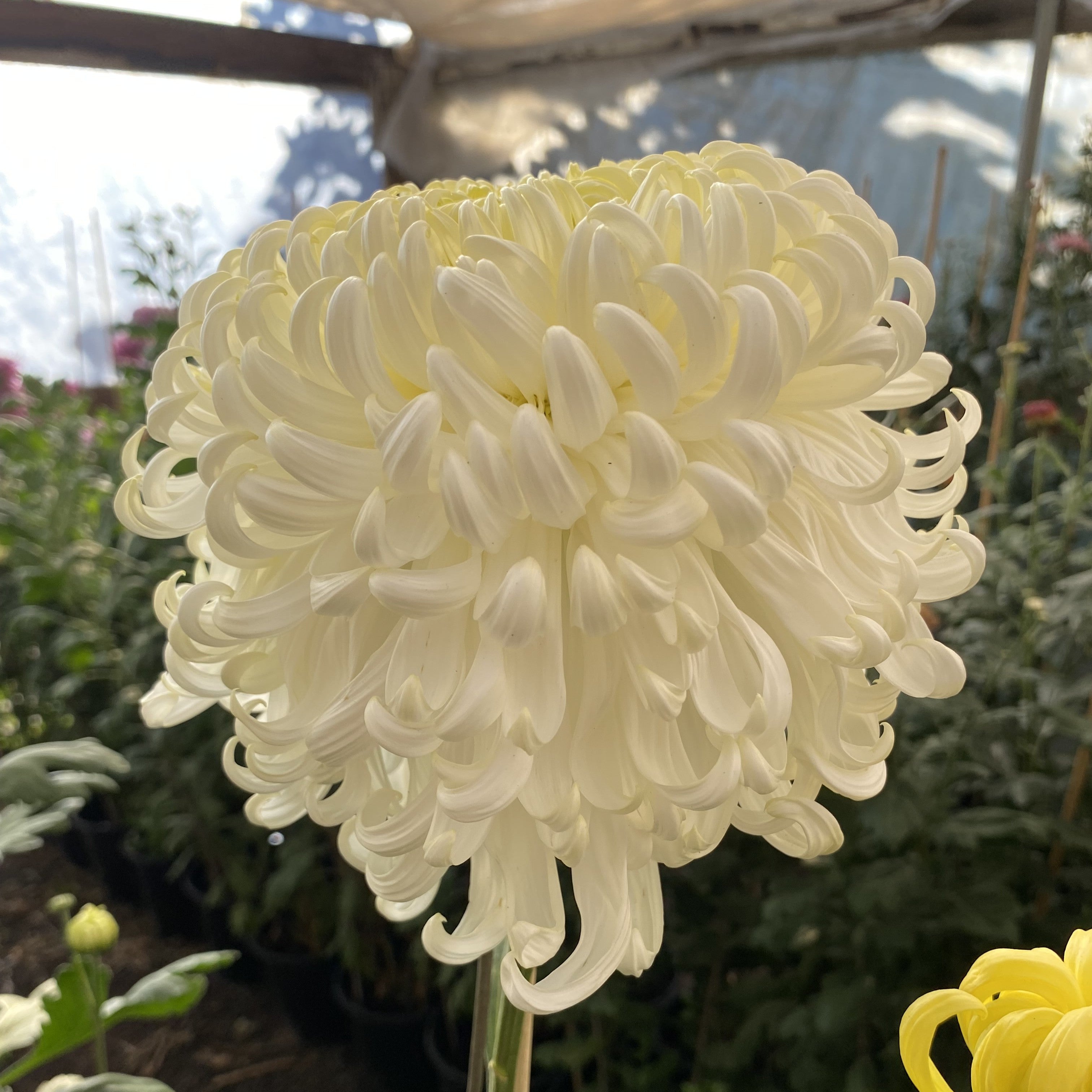 Kokka Etsuzan