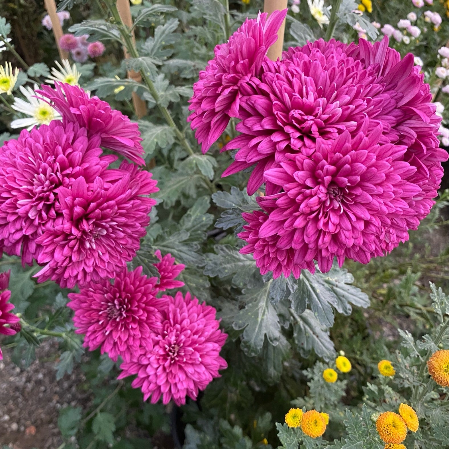 Lamira Pink