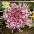 Lavender Oastrich