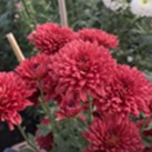 Lollipop Red