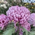 Miss O'Saka