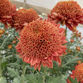 Seatons Ruby