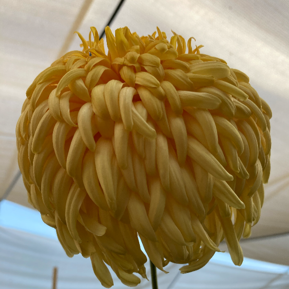 Stoakes Golden Splendour