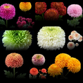10 Pompone Variety Value Bundle