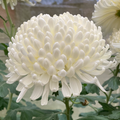 White Dennise Oatridge
