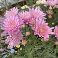 Baltica Pink
