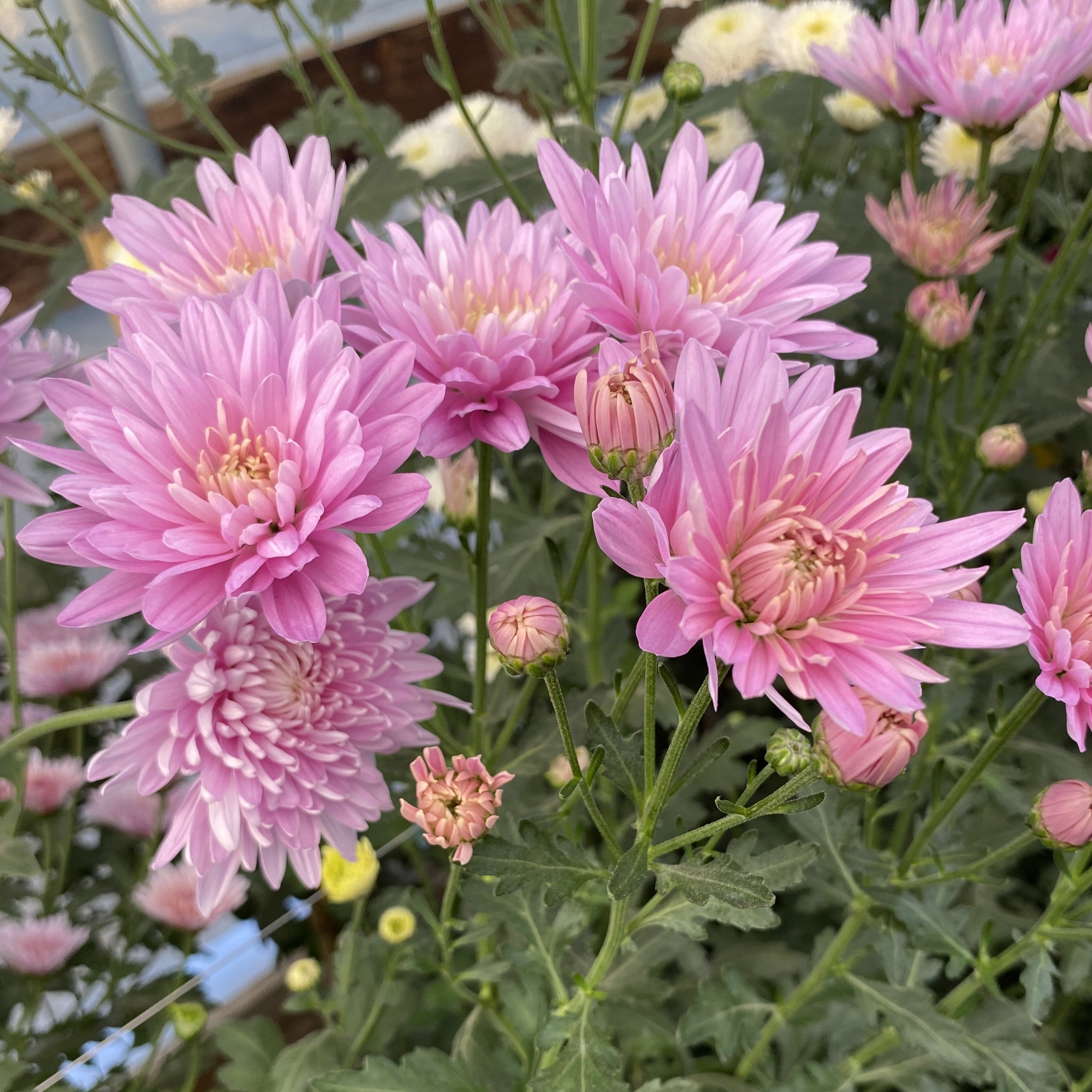 Baltica Pink