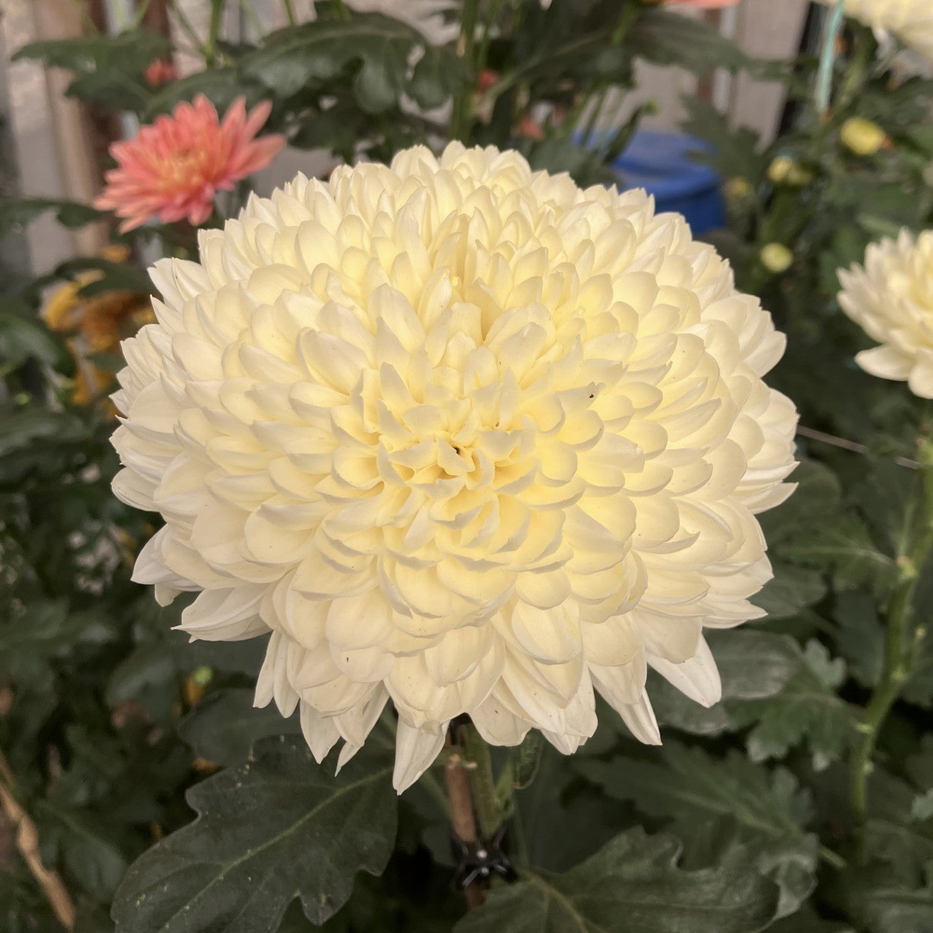 Champagne Ivory