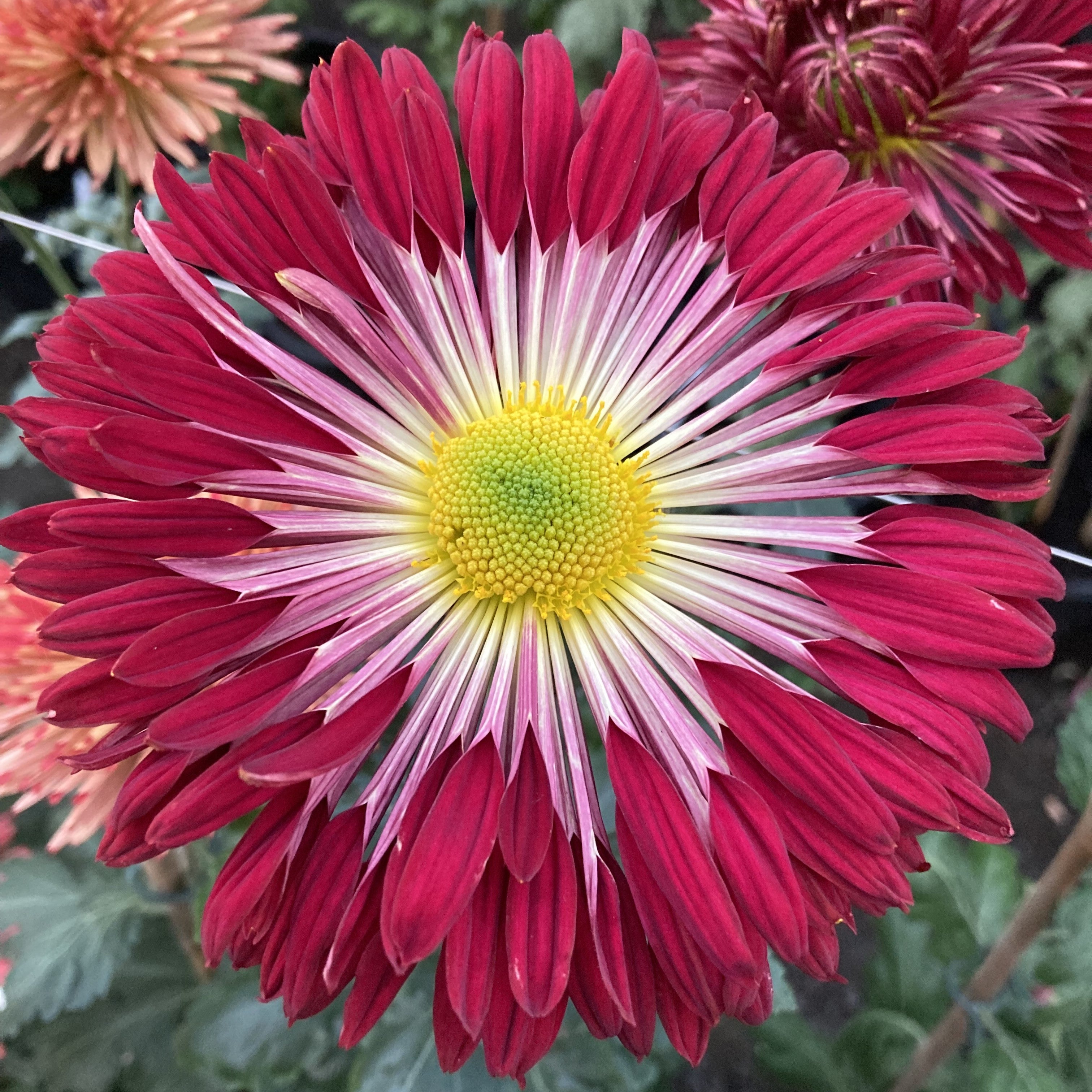 Firewheel
