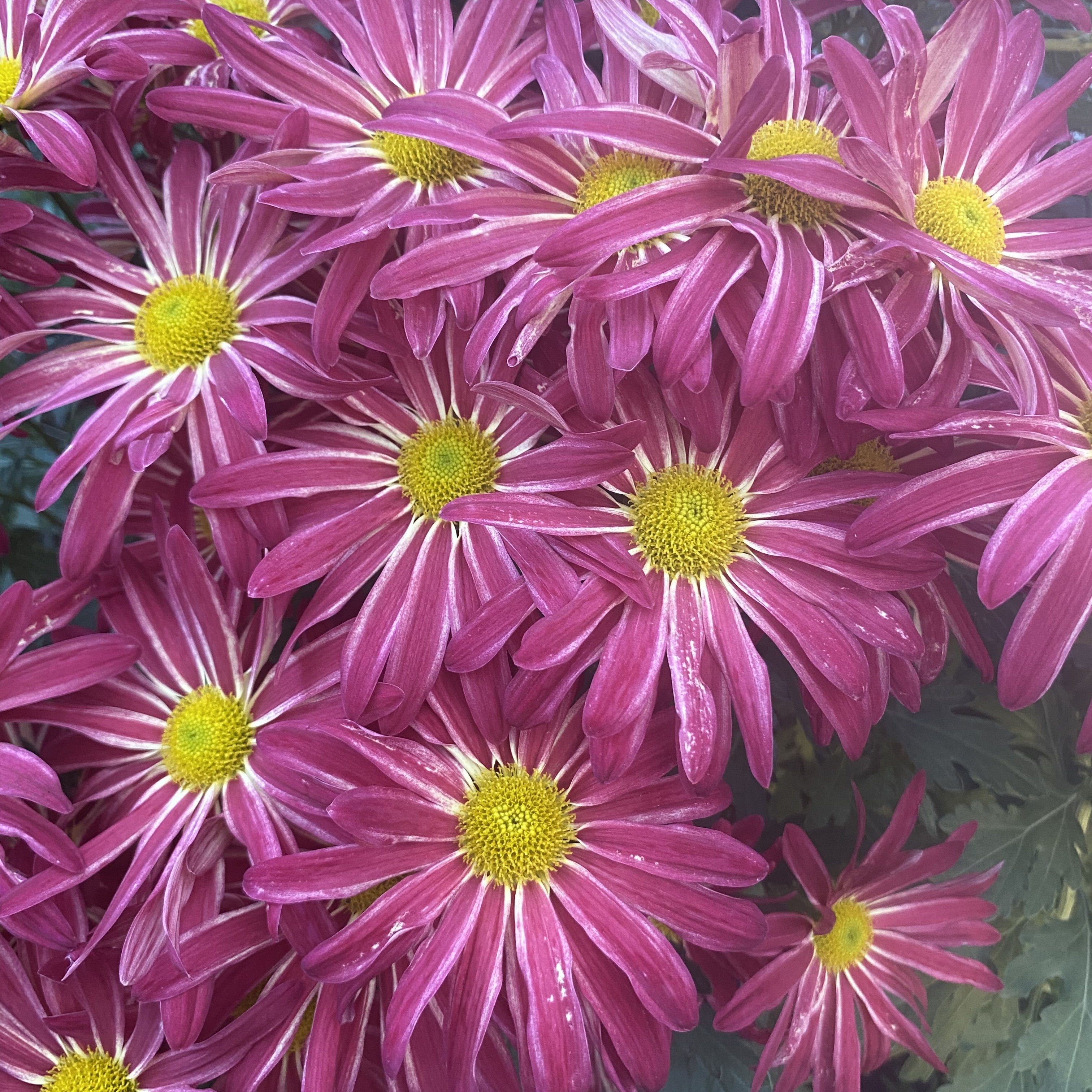 Pink Rainbow