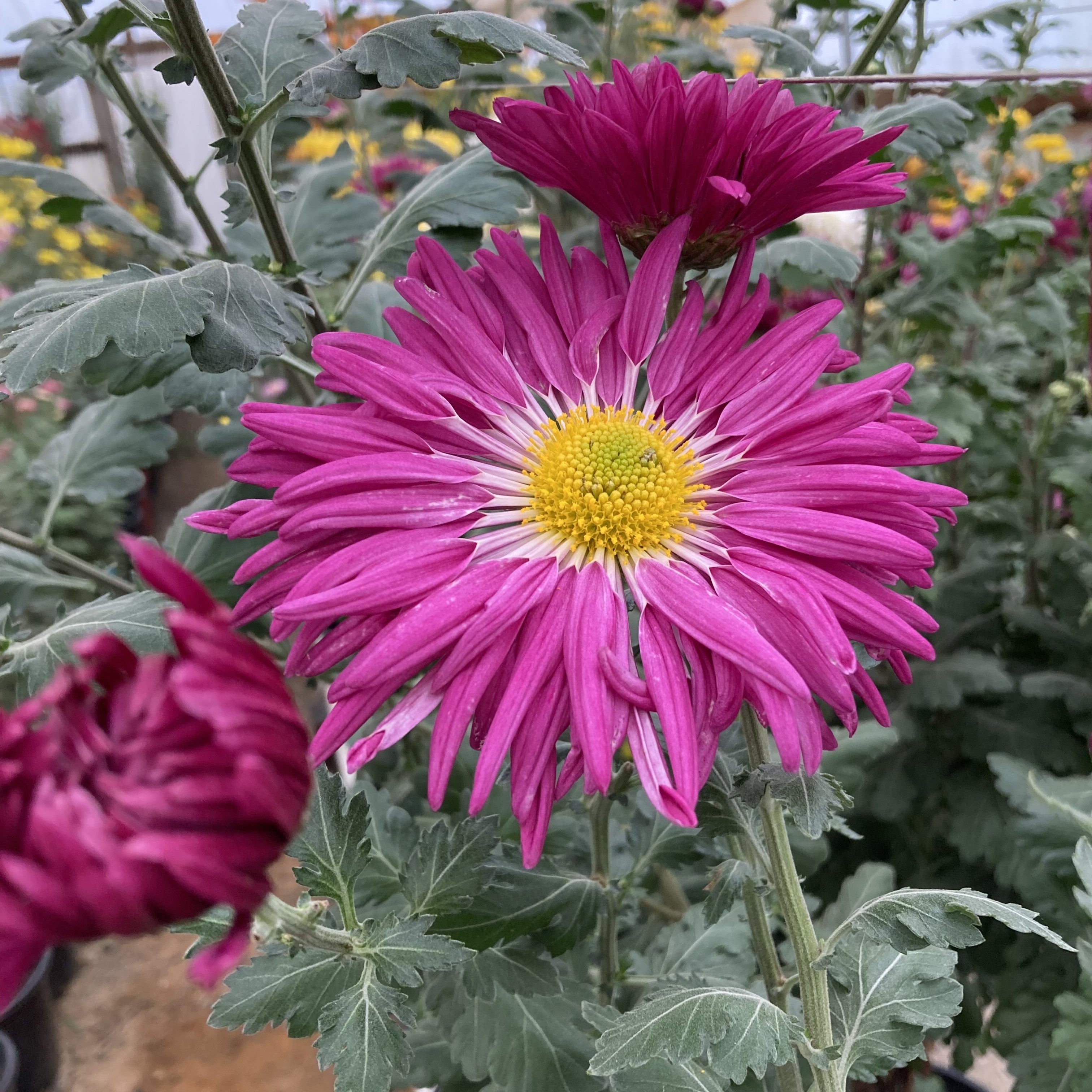 Pink Wheel