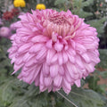 Pink John Wingfield