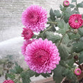 Seatons Rose