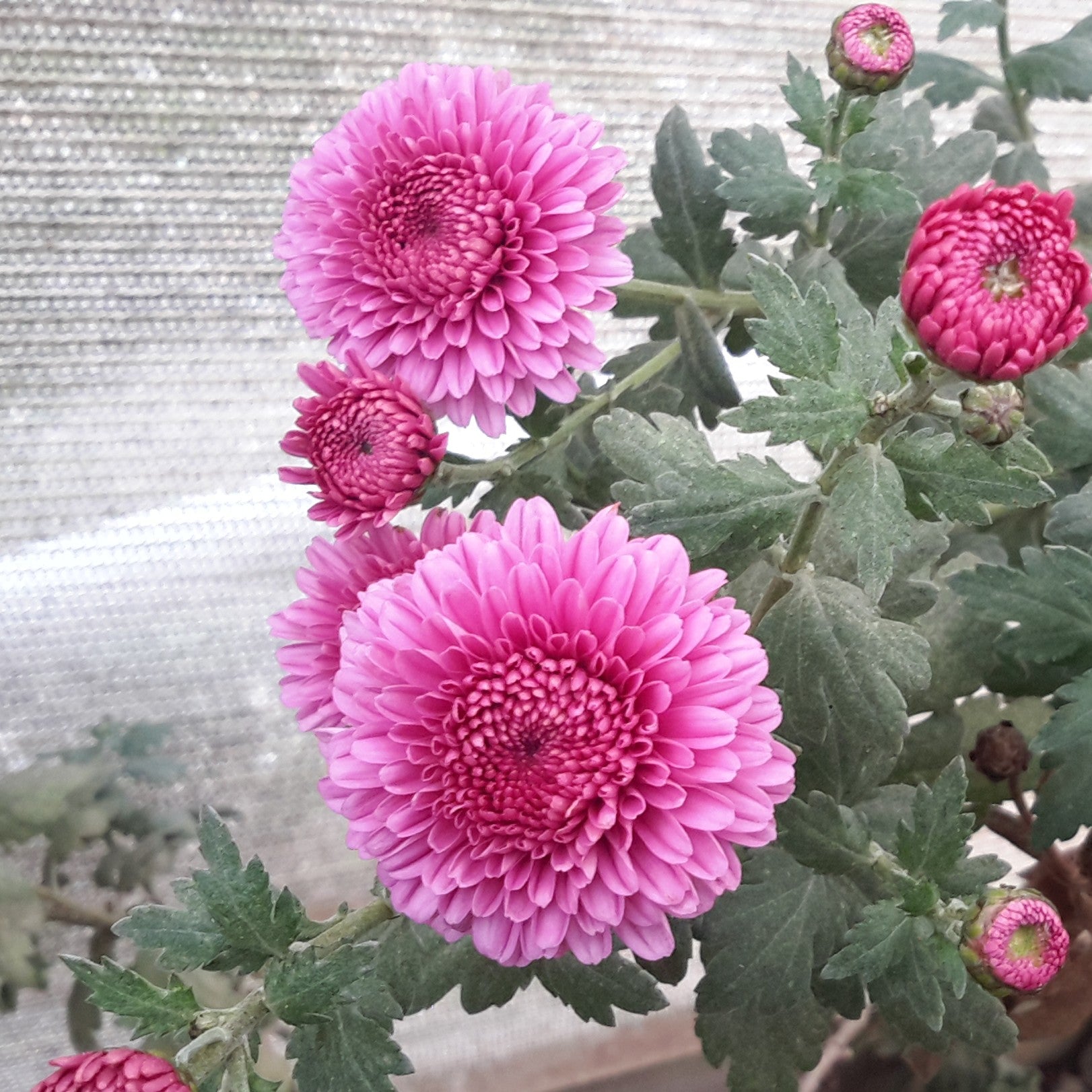 Seatons Rose