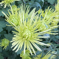 Splash Mint