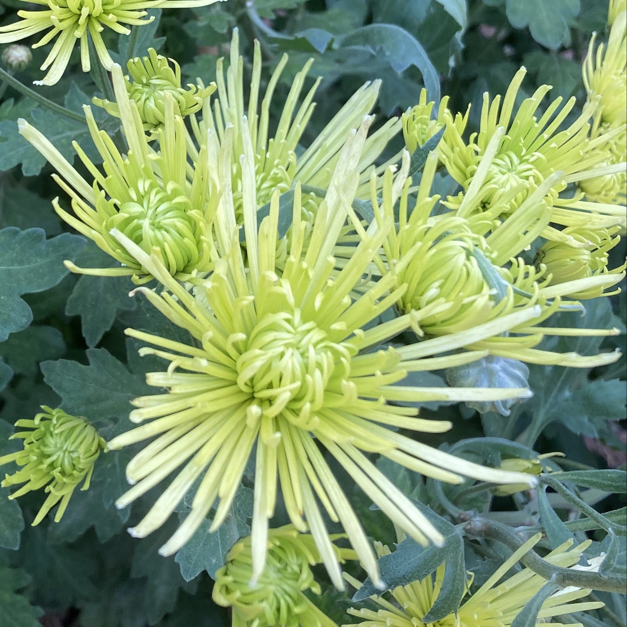 Splash Mint