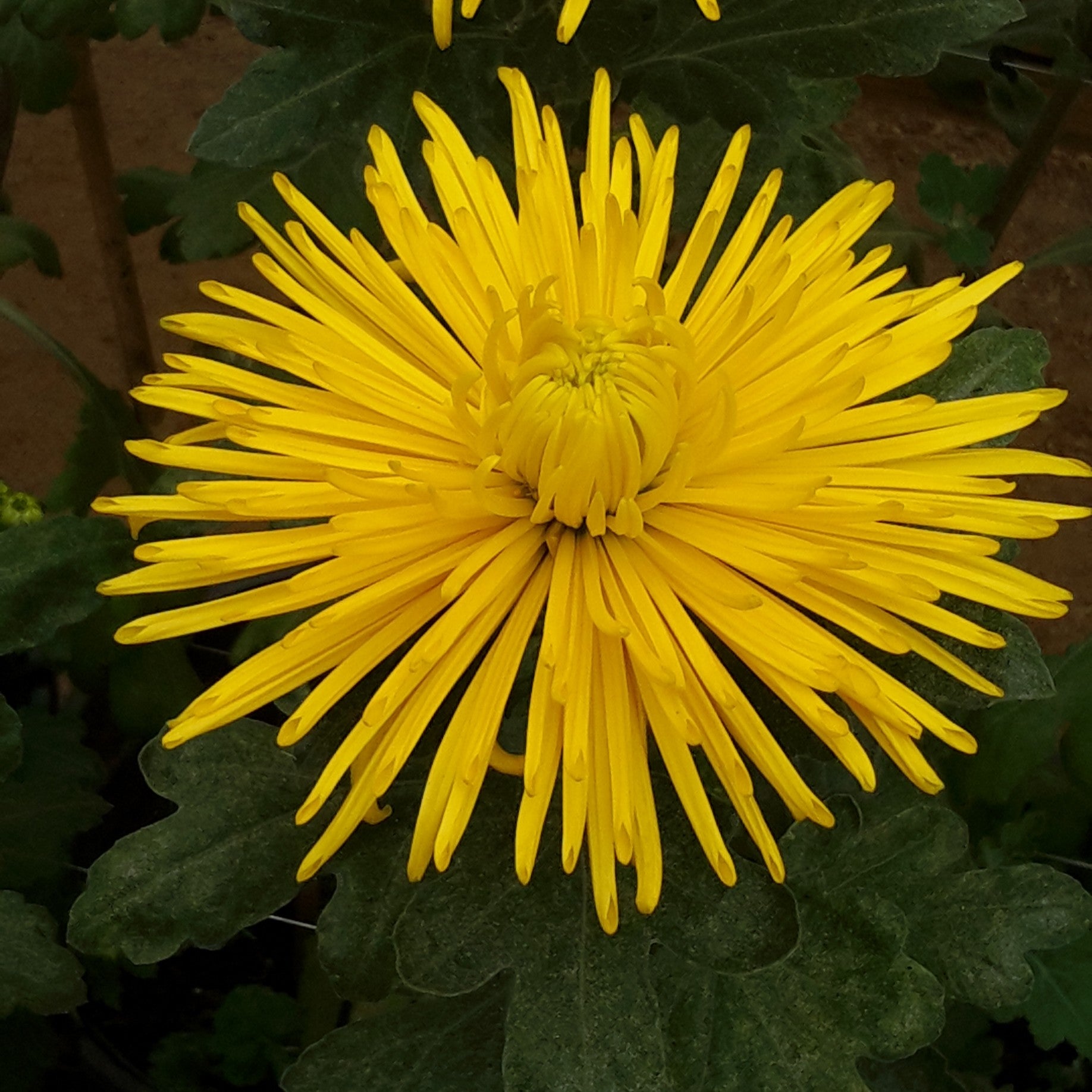 Splash Yellow