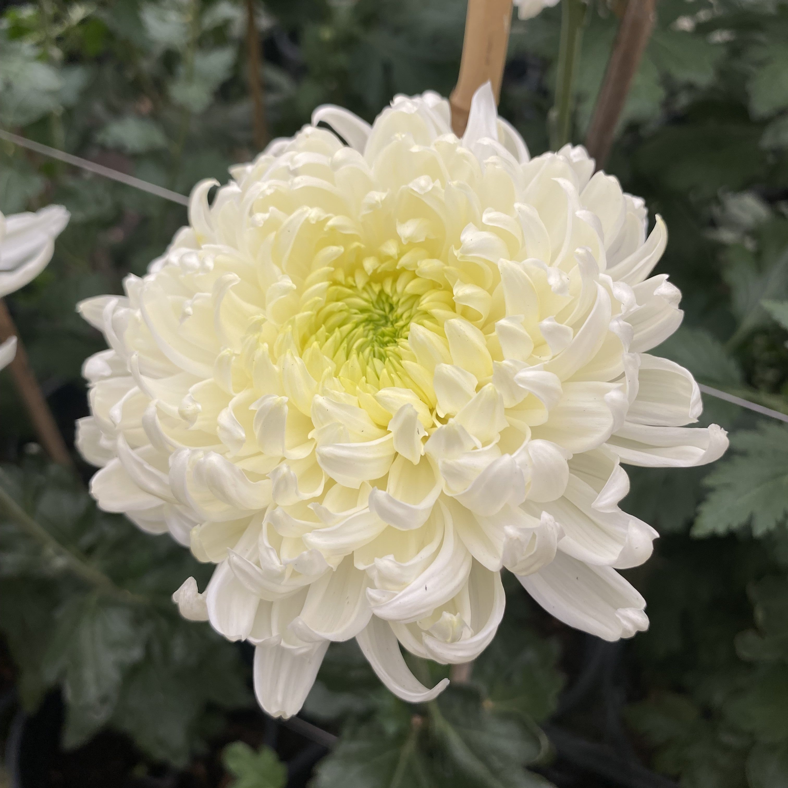 White Pooly