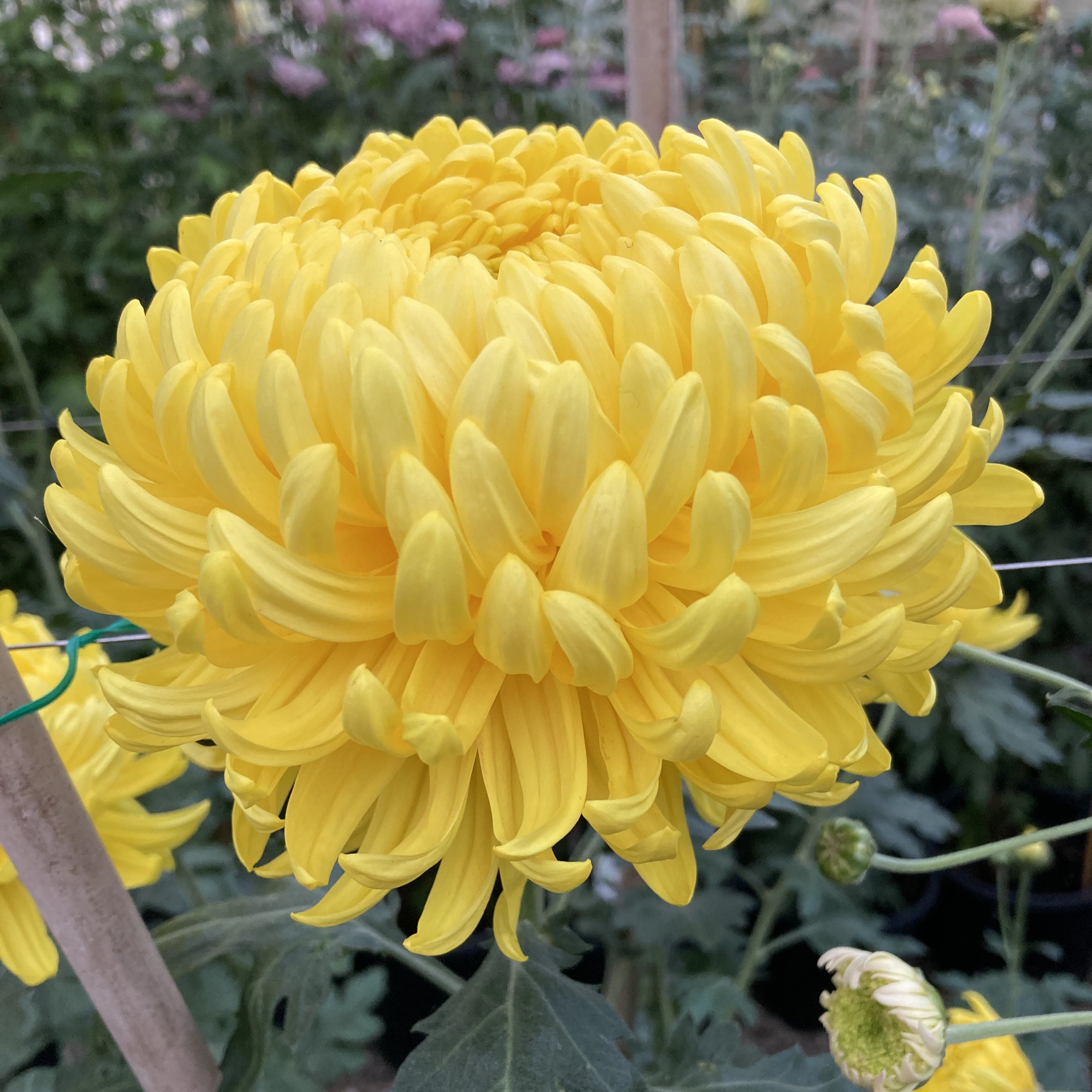 Yellow Harold Lawson